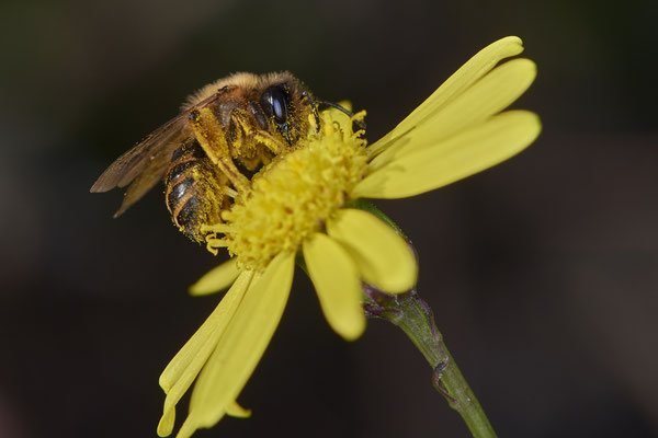 Nr.21-3/02 - Andrena flavipes W - OB LMB (08.11.2018)