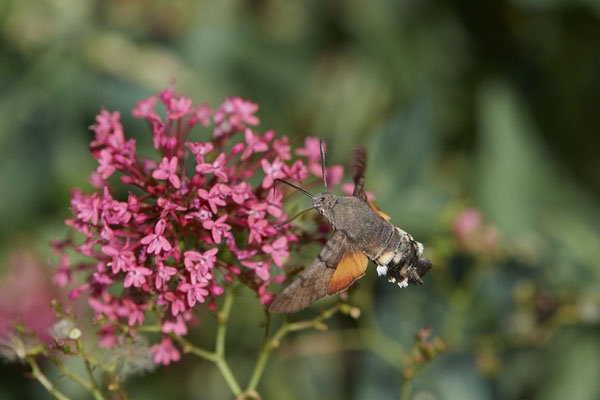 Taubenschwanz an Roter Spornblume - (04.07.2022)