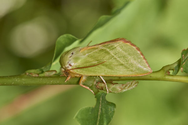 Buchen-Kahneule - Hünxe - (26.06.2022)