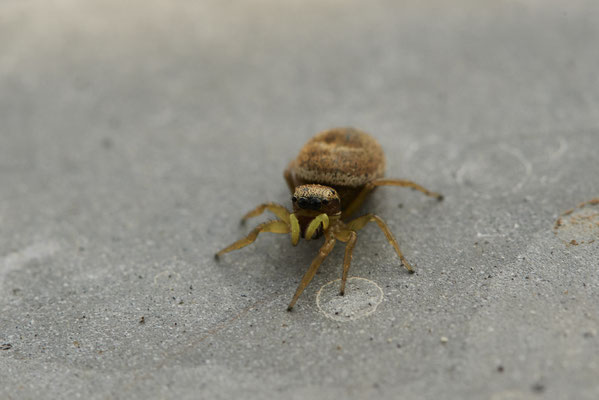 Sonnenspringspinne