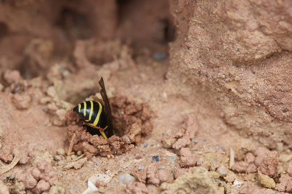 Nr.0595 - Odynerus spinipes / Gemeine Schornsteinwespe - Nabu-Naturschutzhof Nettetal - 51°19`29.92" 6°15`01.26" - (23.05.2019)