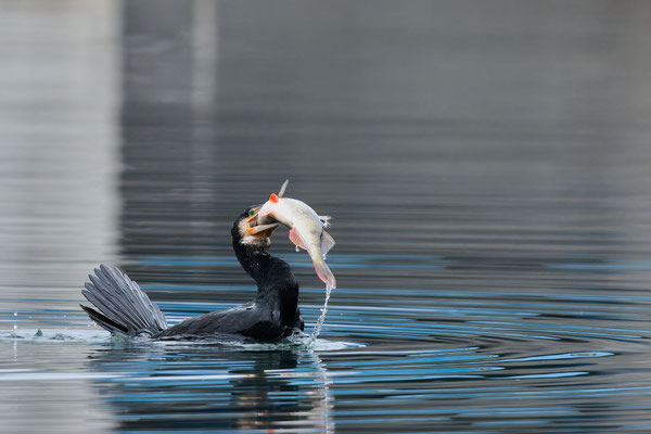 Serie Kormoran - Großer Barsch
