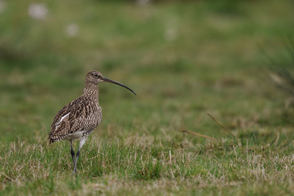 Großer Brachvogel