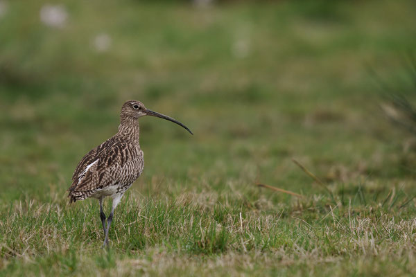 Großer Brachvogel