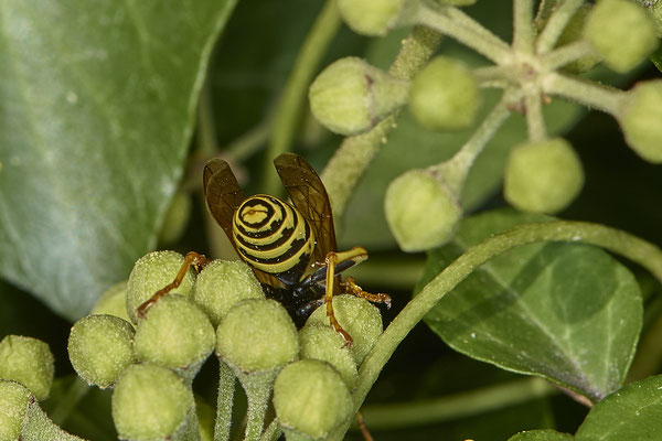 Nr.08/24 - Gallische Feldwespe (Polistes dominula) - OB-Weiherstr. 116 (03.10.2018)