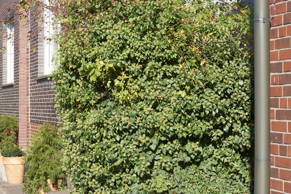 Nr.15-1/01 - Colletes hederae - ( in 10 Min. Anz. 4 ) OB Hamburger Str. 80, (14.10.2018)