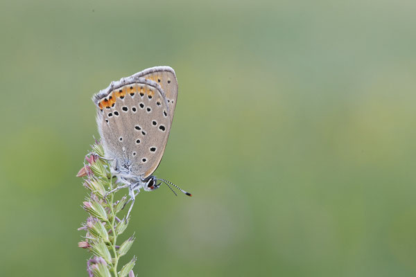 Lilagold-Feuerfalter - Vom 13.6. bis 20.6.2021 Urlaub im Allgäu