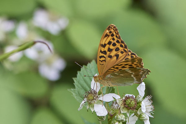 Kaisermantel - Hünxe - (28.06.2022)