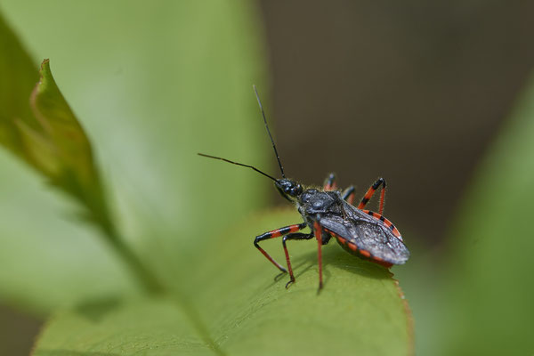 Nr.0549 - Rhynocoris annulatus / Geringelte Mordwanze - Venner Moor - 51°51`45.78" 7°32`15.30" - (19.05.2019)