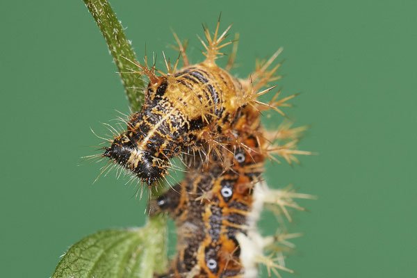 Raupe vom C-Falter - (10.10.2021)