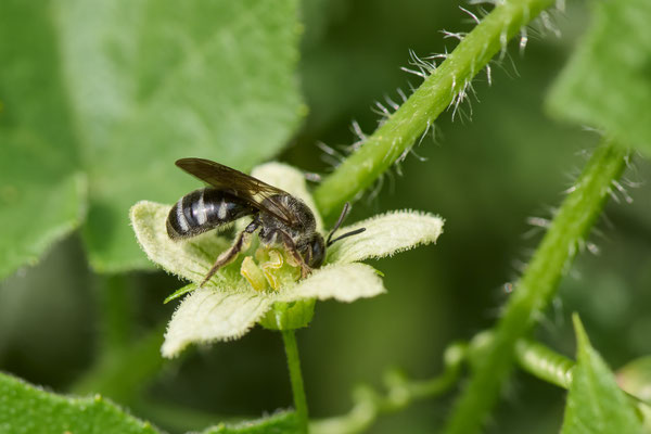 Lasioglossum sexnotatum