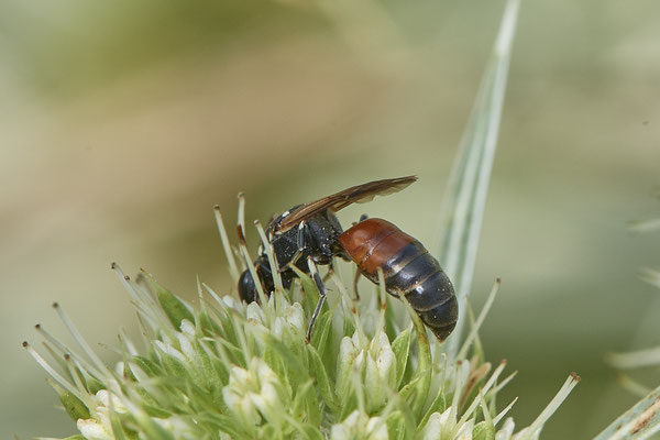 Hylaeus variegatus / Maskenbiene - Voerde Rheindeich - 51°34`14.67" 6°417`19.43" - (15.08.2020)