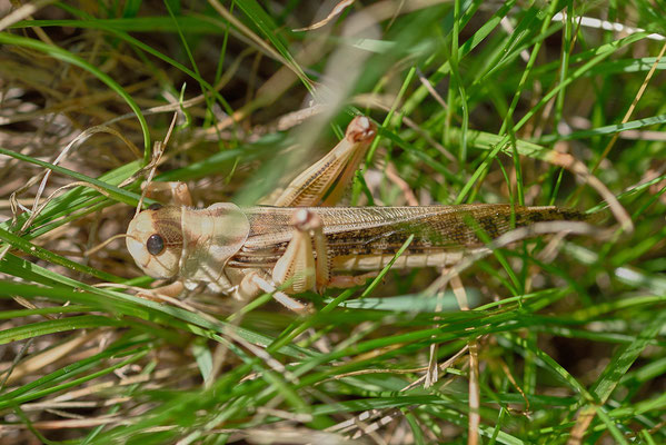 Westliche-Wanderheuschrecke