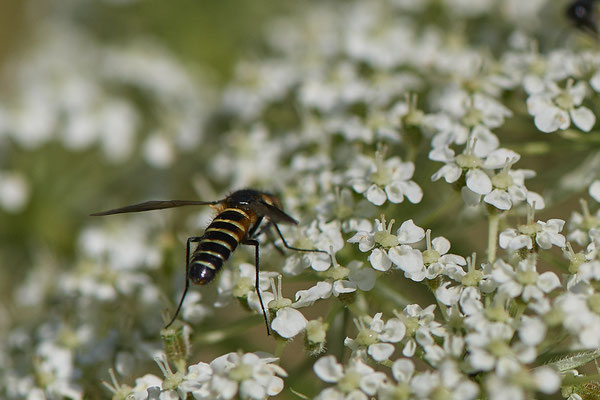 Nr.0043 - Bienenfliege - Kaiserstuhl - (23.06.2020)