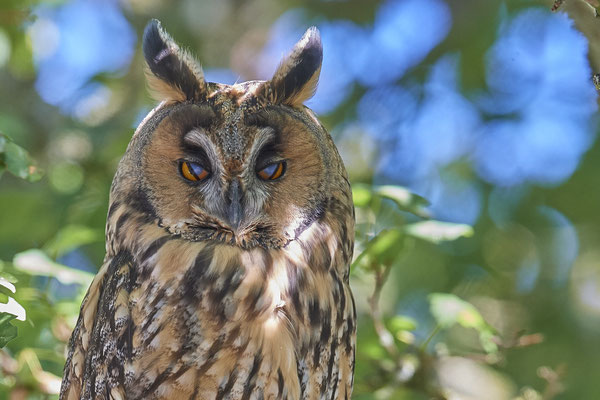Waldohreulen im Schlafbaum am Niederrhein (20.09.2019)