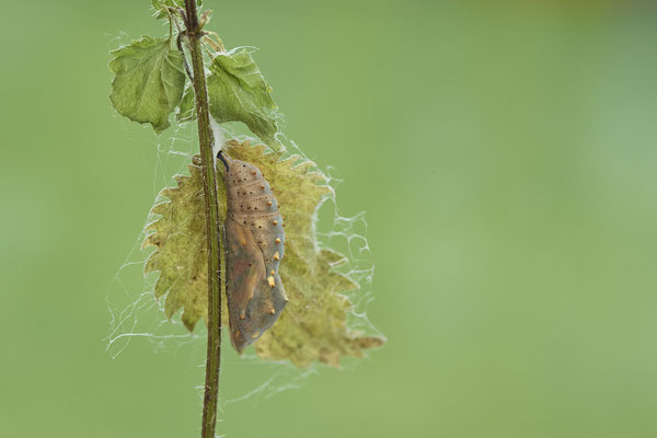 Distelfalter - Puppe - 8te-Tag