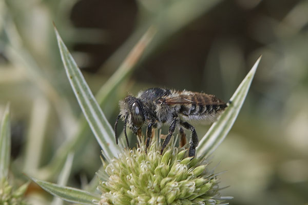 Megachile rotundata - Dinslaken Emschermündung - 51°33`56.26" 6°41`27.74" - (08.08.2020)