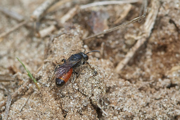  Nr.0523 - Sphecodes gibbus - Hamminkeln Diersfordter Wildgatter - 51°42`41.79" 6°33`42.95" - (12.05.2019)
