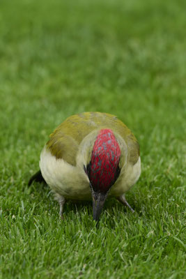 Grünspecht - Er stochert mit Hingabe im Rasen