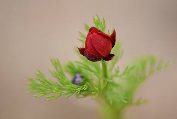 Nr.0548 - Foto um 08:30 - Adonis aestivalis / Sommer-Adonisröschen OB LMB - 51°29`11.55" 6°53`53.48" - (18.05.2019)