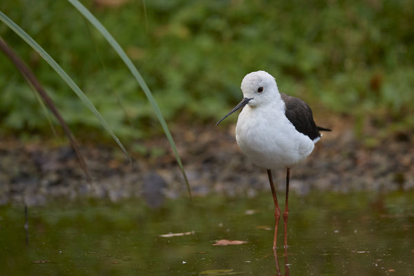 Stelzenläufer - Biotopwildpark Anholter Schweiz - (17.09.2020)