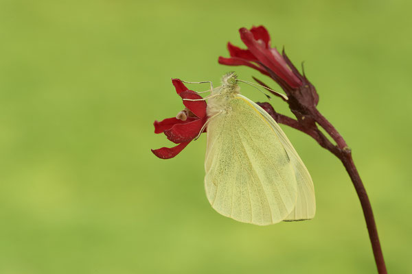 Großer Kohlweißling - Garten - (09.10.2022)
