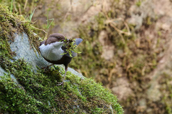 Wasseramsel