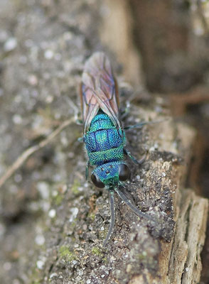 Goldwespe-Chrysis-Ignita