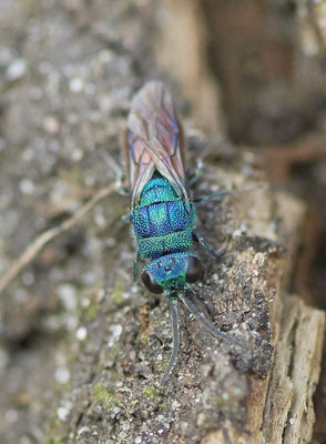 Goldwespe-Chrysis-Ignita