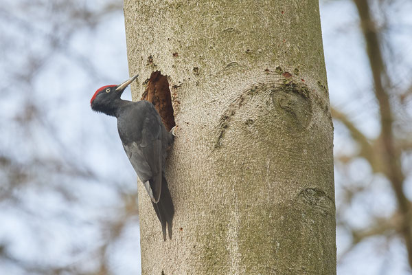 Heute morgen nochmal zum Schwarzspecht - (28.03.2021)