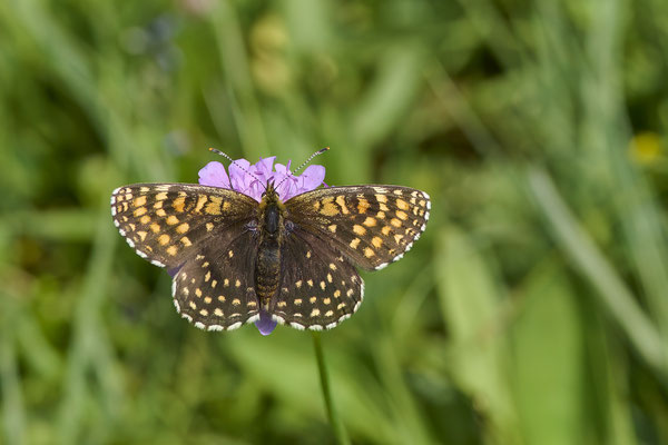 Baldrian Scheckenfalter