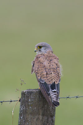 Turmfalke