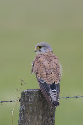 Turmfalke
