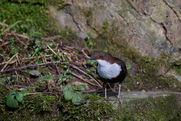 Wasseramsel