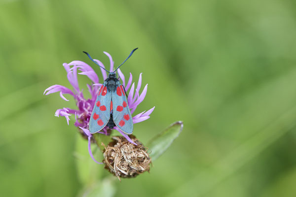 Sechsfleck-Widderchen - (Urlaub im Allgäu / Bayern vom  08.07. bis 17.07.2022)
