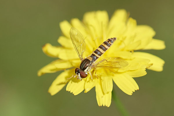 Langbauchschwebefliege