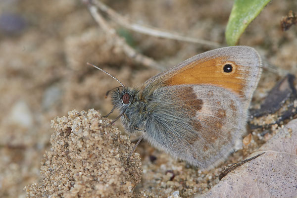 Nr.0442 - Coenonympha pamphilus / Kleines Wiesenvögelchen - (WES Lippedünen Aaper Vennekes - 51°39`03.68"  6°40`40.53" - (09.05.2019)