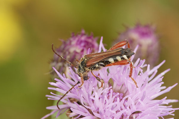 Stenopterus rufus - Braunrötlicher Spitzdeckenbock - NL - am Deich Pannerdensch Kanal- (27.06.2021)