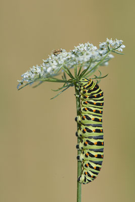  Papilio machaon / Schwalbenschwanz - DIN Emschermündung - 51°33`43.02" 6°41`27.86" - (22.09.2019)