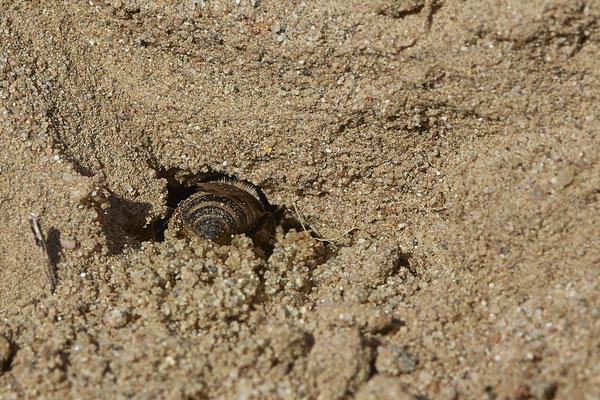 Nr.12/03 - Colletes hederae beim Nest graben - OB Läppkes Mühlenbach (10.10.2018)