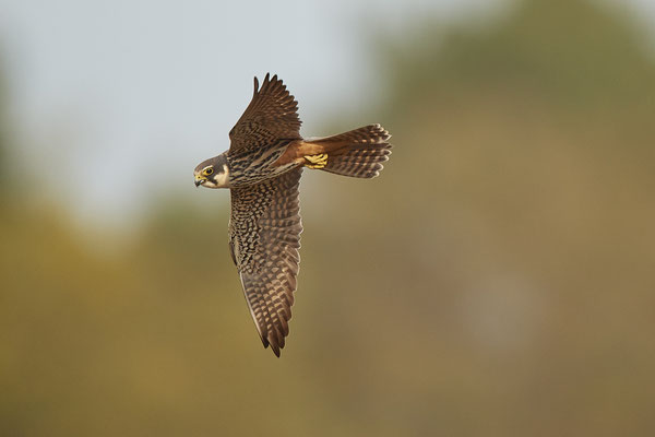 Baumfalke im Flug
