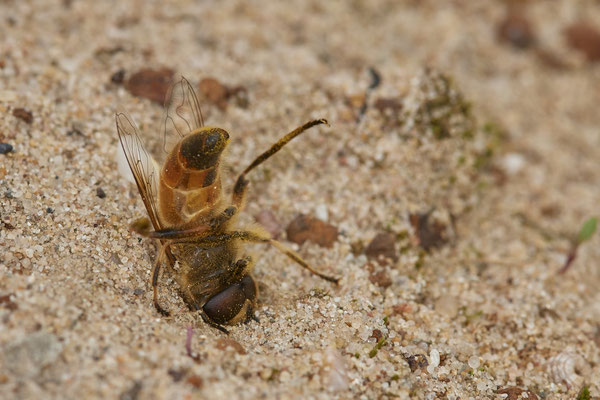 Nr.1307 - Sandlaufkäferlarve hat eine Schwebfliege gefasst - OB LMB - 51°29`11.55" 6°53`53.48" - (06.09.2019)