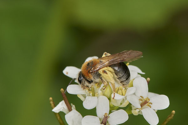 Andrena haemorrhoa - Düsseldorf - Urdenbacher Kämpe - (09.05.2021)