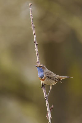 Blaukehlchen - Wanderung durchs Moor