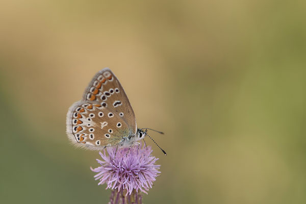 Sonnenröschenbläuling - WES Drevenacker Dünen - (20.07.2020)