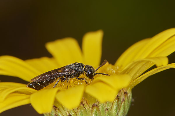 Nr.1038 - Sapygina decemguttata / Zehnpunkt-Keulenwespe - OB im Garten - 51°31`49.60" 6°50`56.50" - (29.07.2019)
