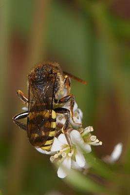Nr.0017 - Nomada zonata m - OB - Halde Prosper Haniel - 51°32`57.56" 6°52`38.64" - (21.03.2019)