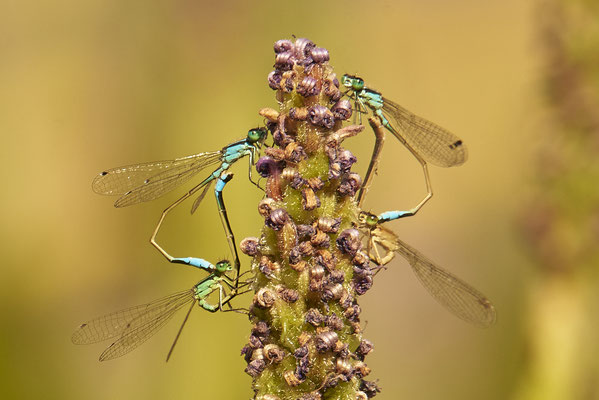 Große Pechlibelle