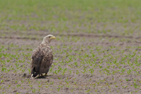 Seeadlertreff - Morgens standen auf einem Acker in größerer Entfernung 23 Adler zum aufwärmen.