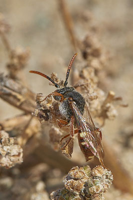 Nr.12/19 - Nomada alboguttata (Weißfleckige Wespenbiene)  m - OB Läppkes Mühlenbach (10.10.2018)